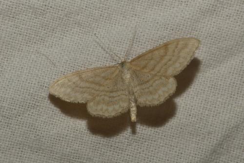 Réf. 184 100 : Idaea macilentaria